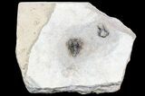 Very Rare Otarionella Trilobite - Jebel Oudriss, Morocco #96826-4